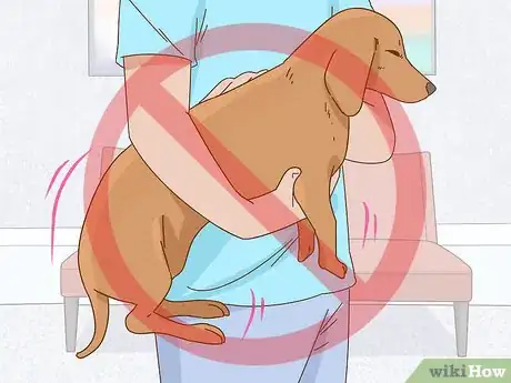 Image titled Hold a Dachshund Properly Step 9