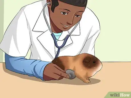 Image titled Tell if Your Guinea Pig Is Pregnant Step 6