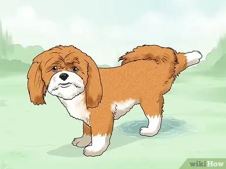Image titled Treat a Dog UTI Step 6