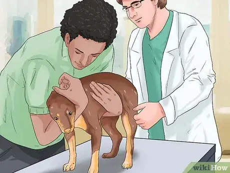 Image titled Know If Your Dog Has Cancer Step 11