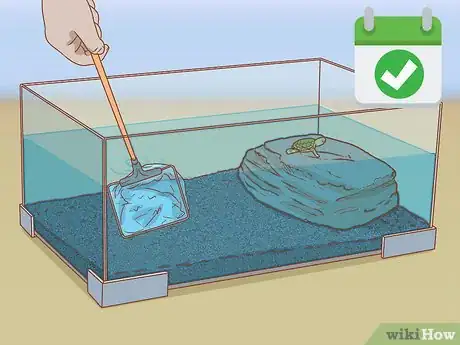 Image titled Look After Terrapins Step 3