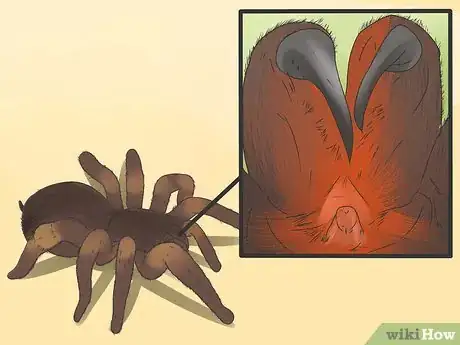 Image titled Identify a Tarantula Spider Step 7