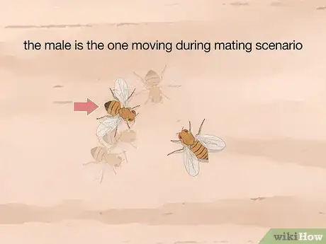 Image titled Distinguish Between Male and Female Fruit Flies Step 7
