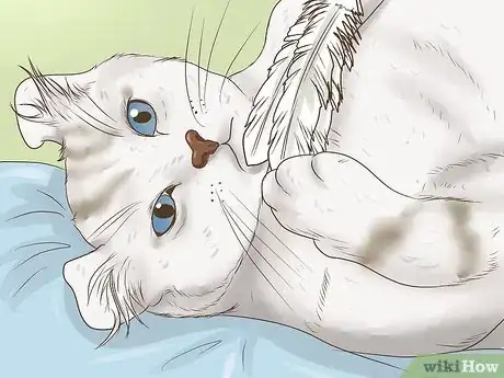 Image titled Identify an American Curl Cat Step 10
