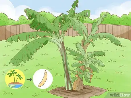 Image titled Grow Plantains Step 1