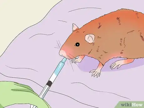 Image titled Take Care of a Rat with Cancer Step 17
