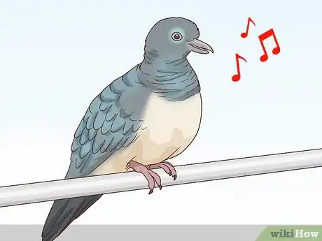 Image titled Choose Pet Doves Step 3