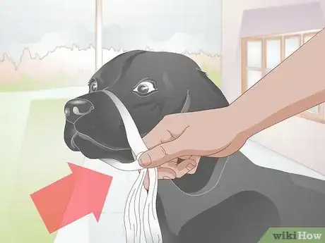 Image titled Apply a Gauze Muzzle to a Dog Step 6