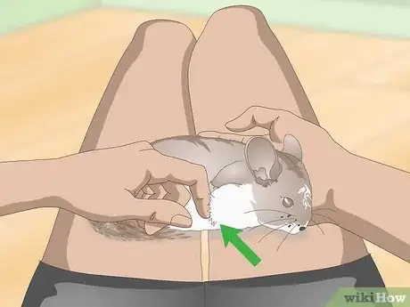 Image titled Deal with Bloat in Chinchillas Step 5
