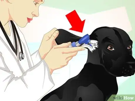 Image titled Deliver Ear Medication to Dogs Step 3