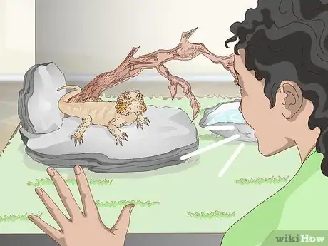 Image titled Pet a Bearded Dragon Step 1
