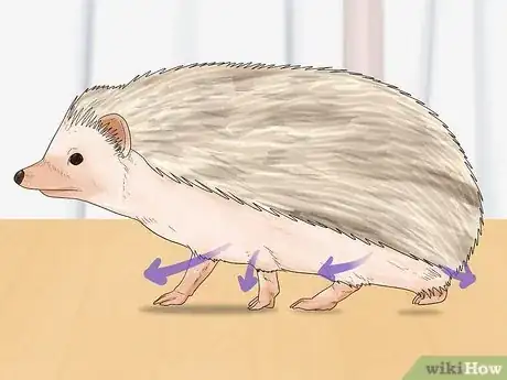 Image titled Buy a Hedgehog Step 14