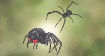 Identify and Treat Black Widow Spider Bites