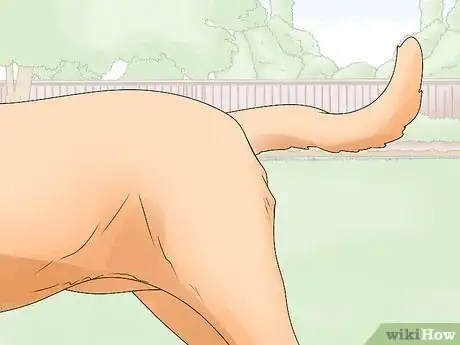 Image titled Identify a Mastiff Step 2