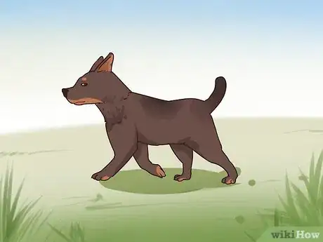 Image titled Improve Your Dog's Show Ring Gait Step 6