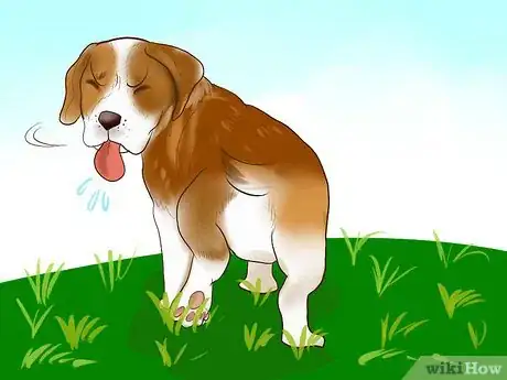 Image titled Identify a Beagle Step 7