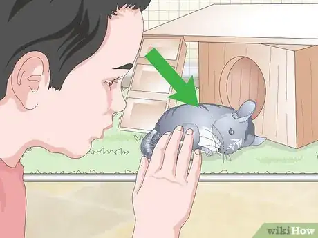 Image titled Care for Chinchillas Step 21