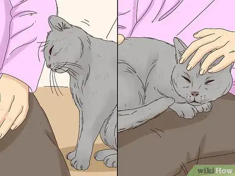 Image titled Get a Cat to Stop Meowing Step 24
