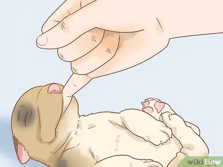 Image titled Revive a Puppy Step 13