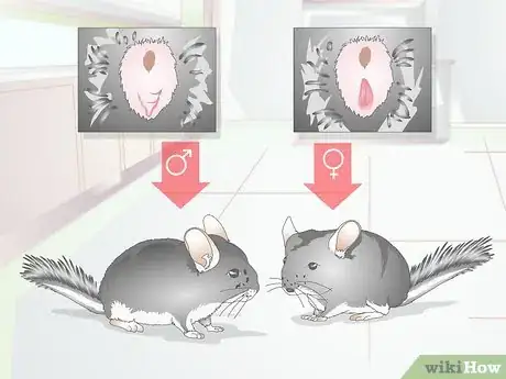 Image titled Breed Chinchillas Step 1