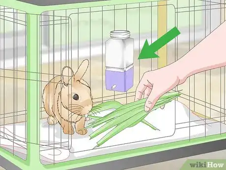 Image titled Determine Whether to Have Your Rabbit Neutered Step 9