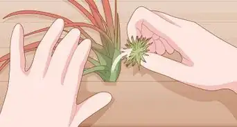 Care for Air Plants Indoors