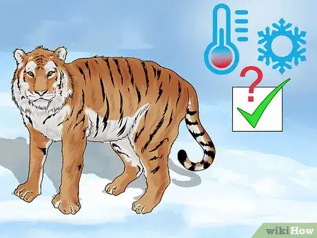 Image titled Identify a Siberian Tiger Step 7