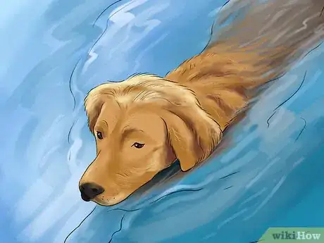 Image titled Encourage Your Senior Dog to Play Step 7