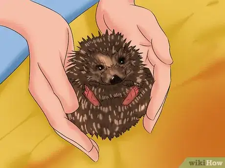 Image titled Care for a Baby Hedgehog Step 21