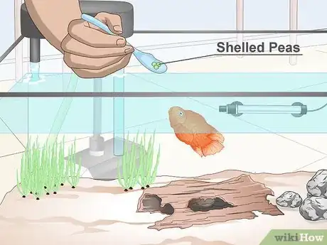 Image titled Keep Parrot Cichlids Step 14