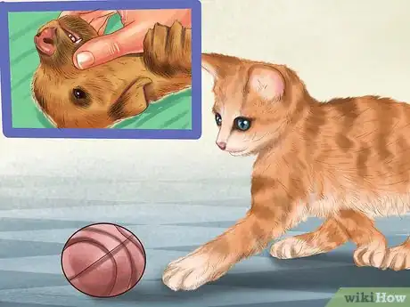 Image titled Know if a Puppy Is Old Enough to Neuter or Spay Step 3