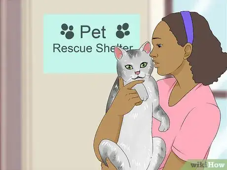 Image titled Identify a Burmilla Cat Step 15