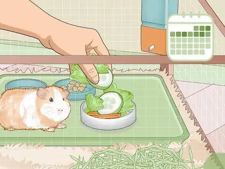 Image titled Properly Care for Your Guinea Pigs Step 13