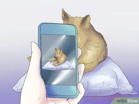 Image titled Help Your Dog During a Seizure Step 6