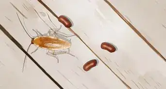 Identify a Cockroach