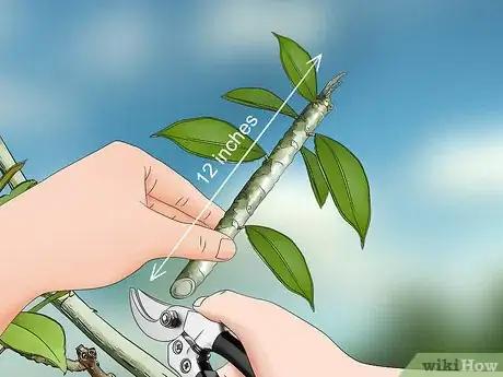 Image titled Grow Plumeria from Cuttings Step 1