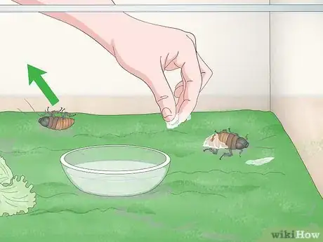 Image titled Care for a Madagascar Hissing Cockroach Step 13