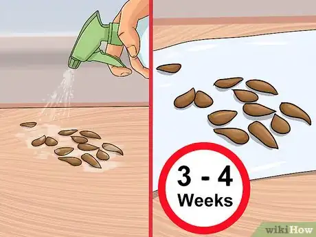 Image titled Plant Apple Seeds Step 2