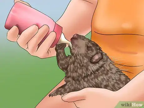 Image titled Care for a Baby Hedgehog Step 14