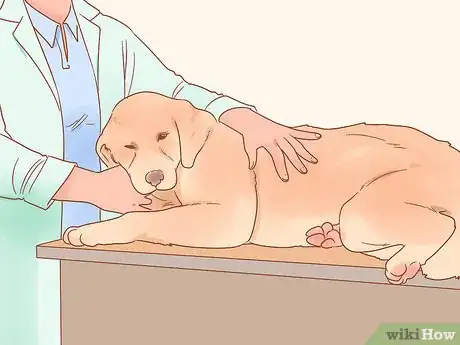 Image titled Get a Dog to Stop Whining Step 18