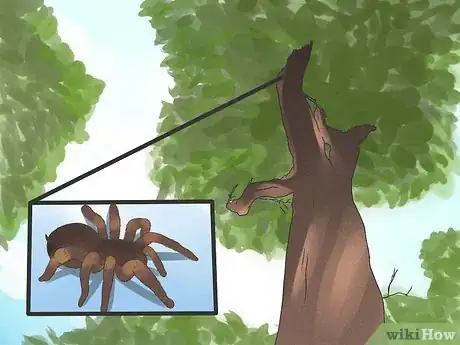 Image titled Identify a Tarantula Spider Step 8