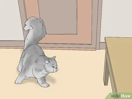 Image titled Identify a Persian Cat Step 10