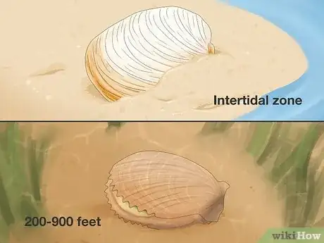 Image titled Clam vs Scallop Step 1