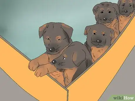 Image titled Buy a German Shepherd Puppy Step 16