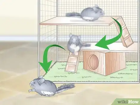 Image titled Care for Chinchillas Step 19