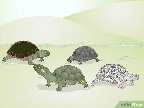 Image titled Keep a Turtle Healthy Step 8