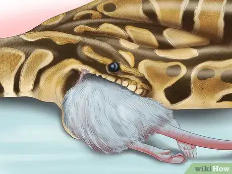 Image titled Care for Your Ball Python Step 18
