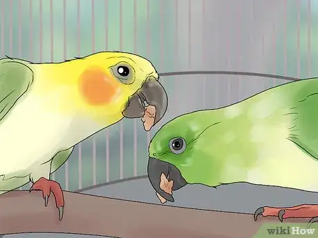 Image titled Bond a Pair of Conures Step 12
