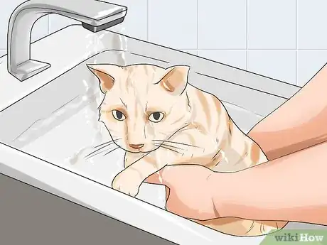 Image titled Prevent Cat Scratch Disease Step 8