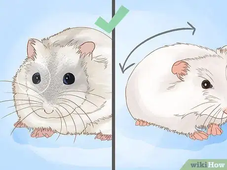 Image titled Breed Hamsters Step 3